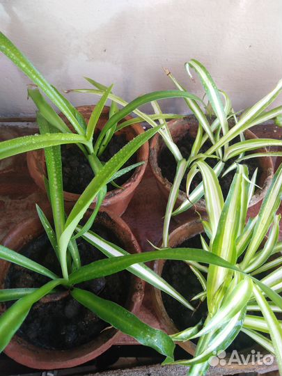 Хлорофитум в горшках