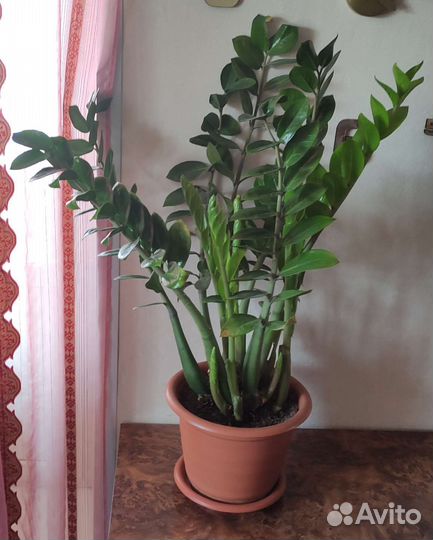 Замиокулькас, комнатное растение