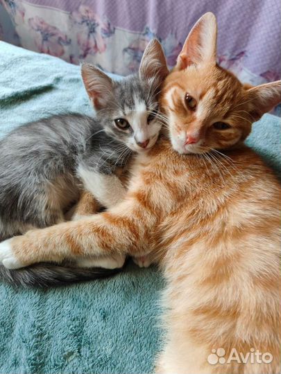 Кошки Животные