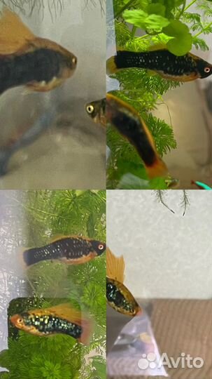 Тернеция гло, данио, анциструс ред, кабомба