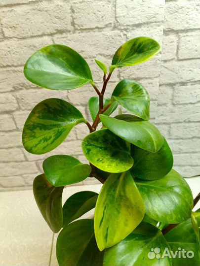 Пеперомия вариегетная