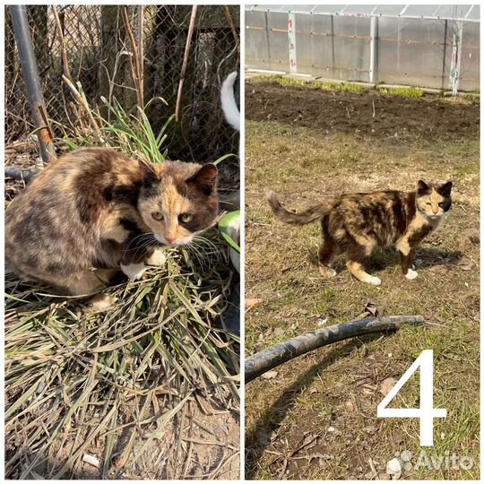 Кошки бесплатно