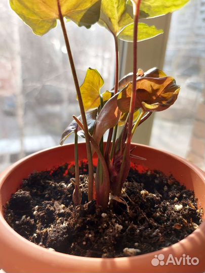 Сингониумы, сциндапсус, филодендрон миканс