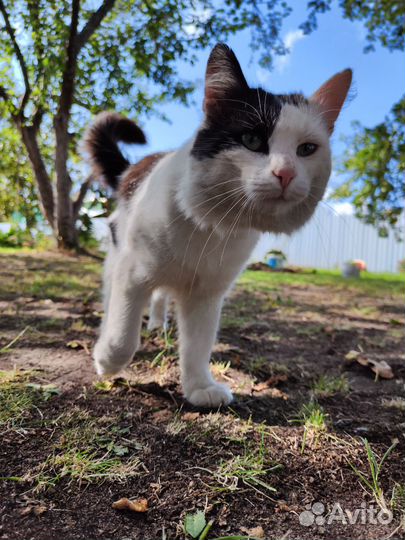 Кот в добрые руки