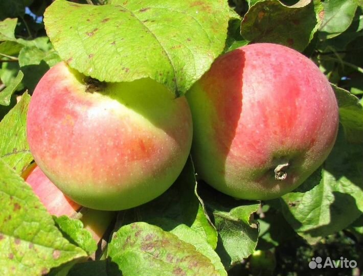 Саженцы яблони Яблочный спас