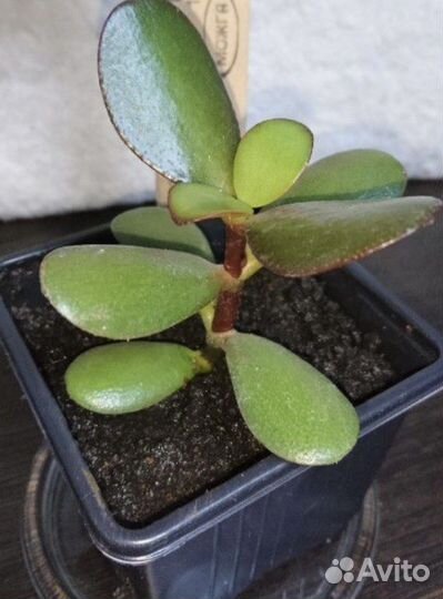 Денежное дерево, Толстянка, Крассула, Суккулент