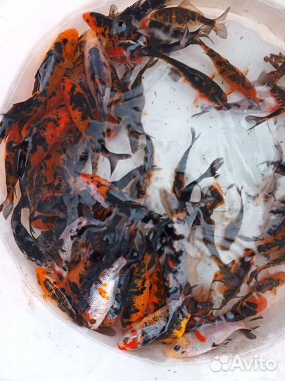 Рыба прудовая