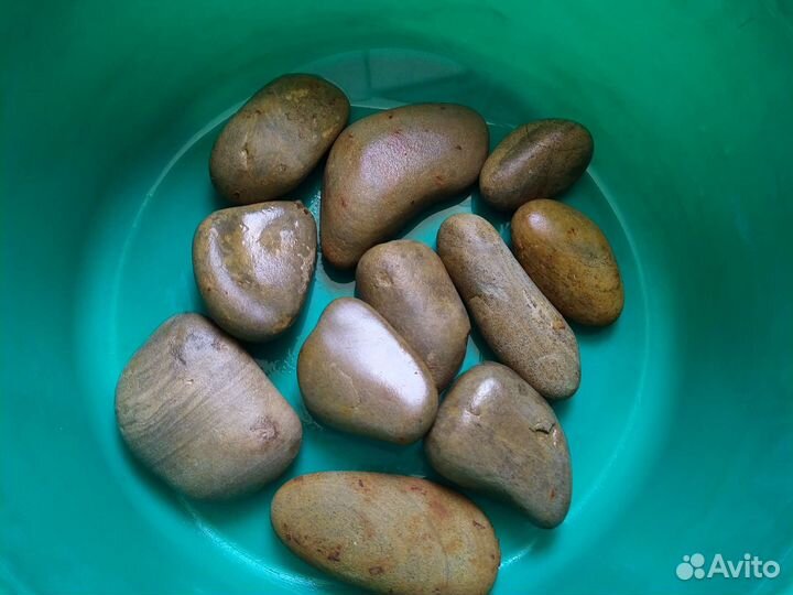 Галька черноморская