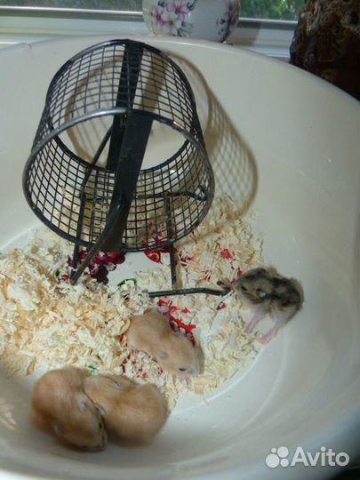 Грызуны джунгарики Кэмпбелла