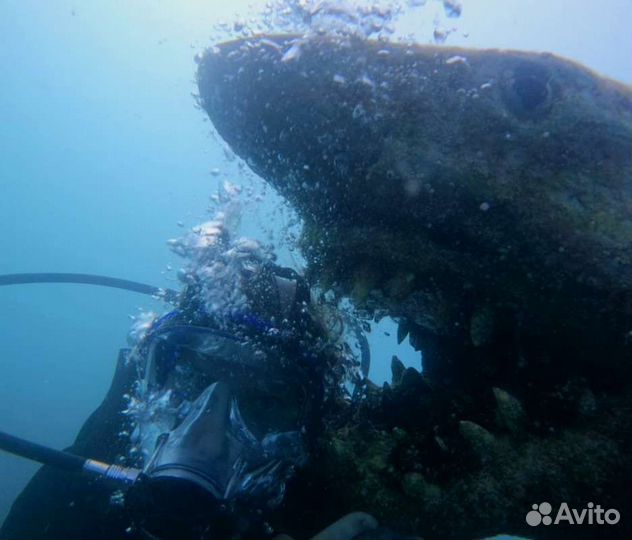 Дайвинг Сириус Адлер Сочи