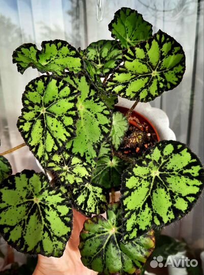 Комнатные растения