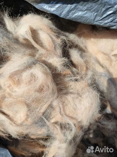 Шерсть тибетских мастифов