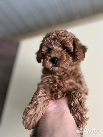 Девочка maltipoo mini