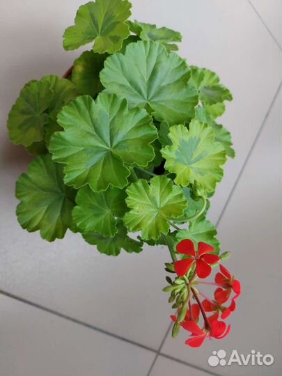 Растения комнатные