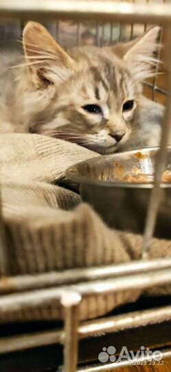 Кошка в дар