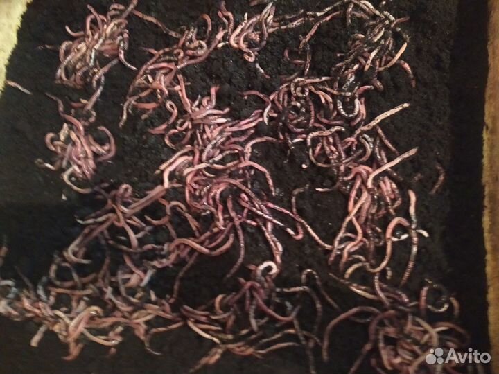 Черви Дендробена Винетта