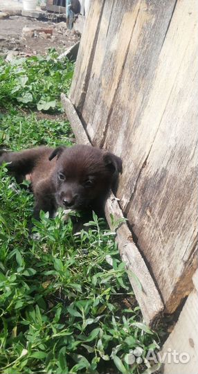 Щенок в добрые руки бесплатно мальчик и девочка