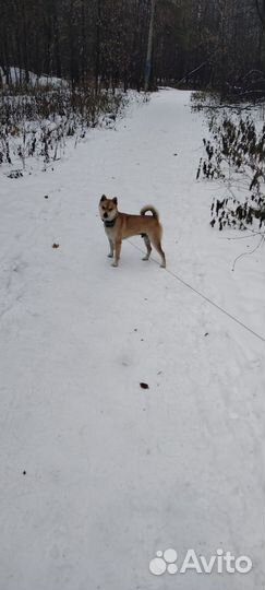 Собака Марс порода Сибо Ину