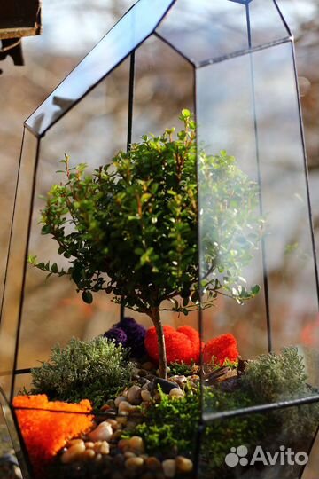 Бонсай, мирсина африканская