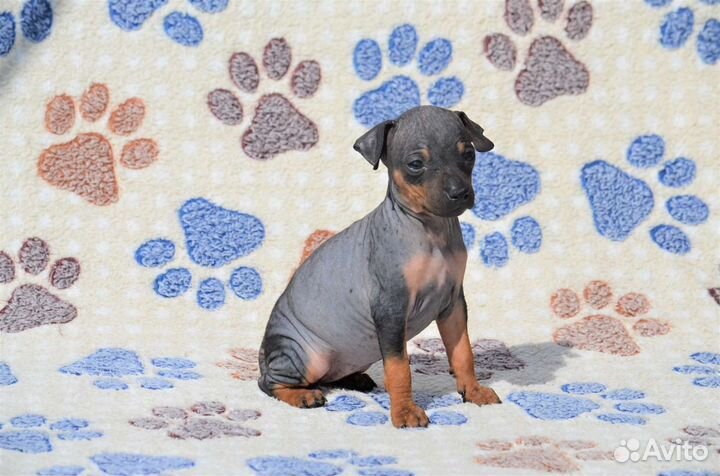 Две сестричка Американский голый терьер