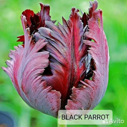 Луковицы тюльпанов