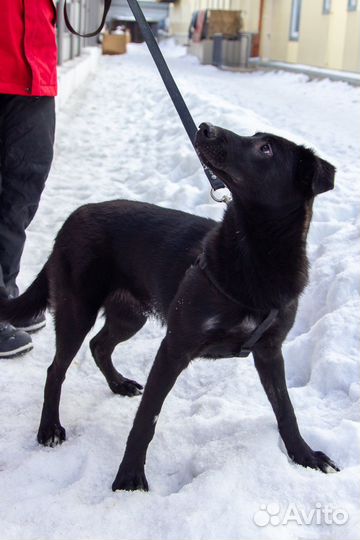 Особенная собака в добрые руки