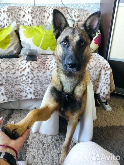 Собака Барс овчарка метис малинуа ищет дом