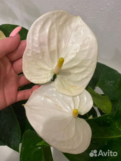 Комнатные цветы антуриум