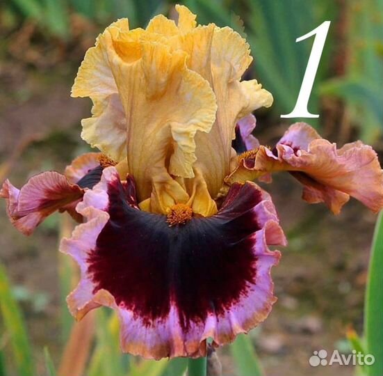 Ирис клубни