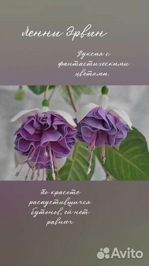 Ростки фуксии