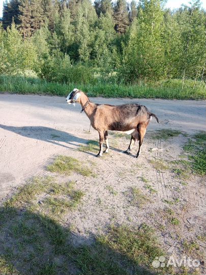 Коза нубийская дойная