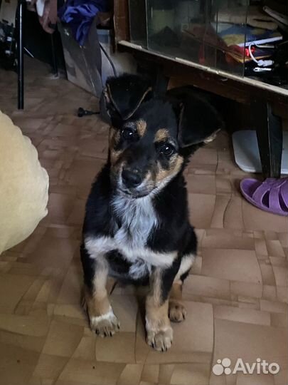 Щенок девочка