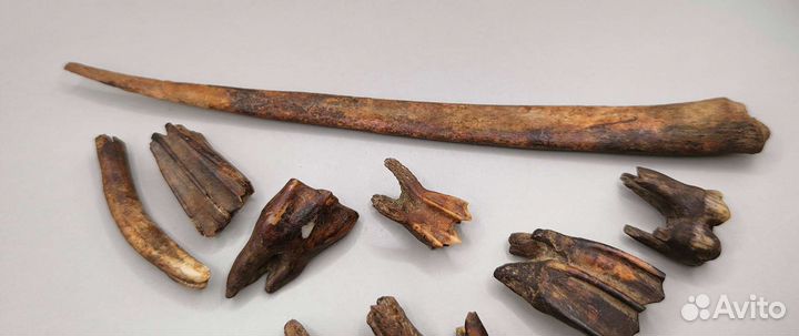 Зубы и кости древних животных / Окаменелости