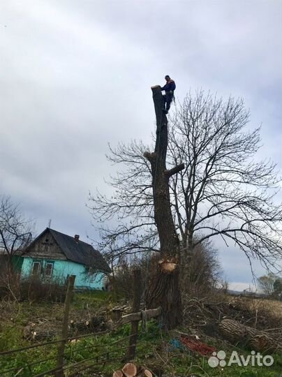 Спил деревьев