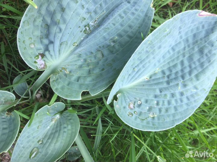 Коллекционные хосты И Пальма драцена