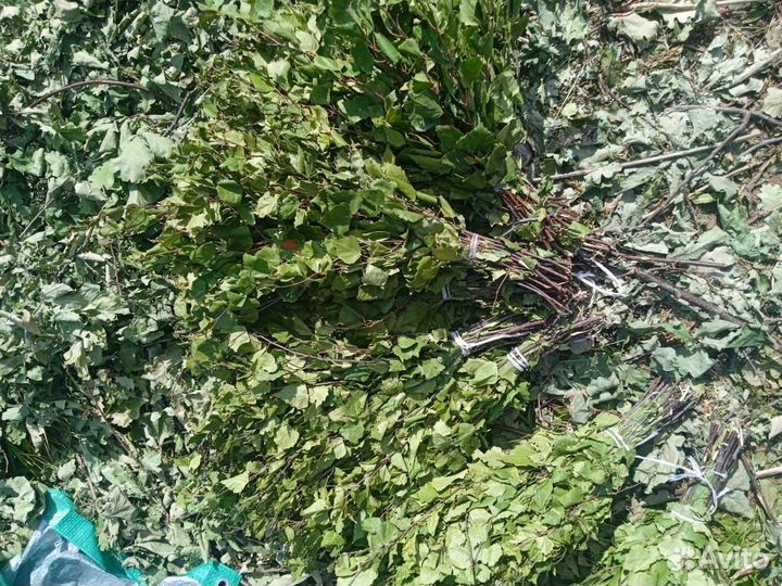 Веники для бани береза черемуха зверобой