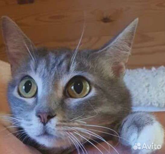 Зося нежность в белых носочках