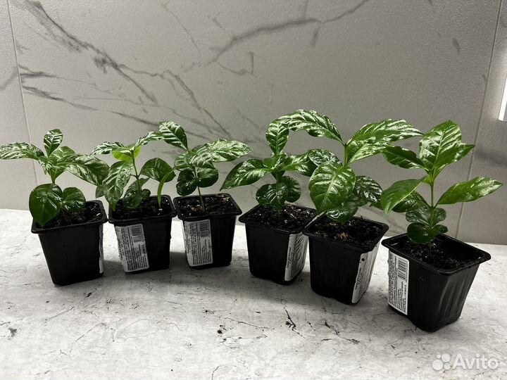 Кофейное дерево