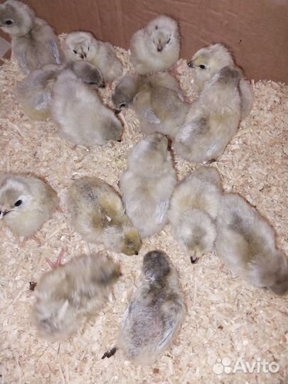Цыплята амераукана лаванда