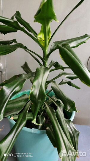 Папоротник