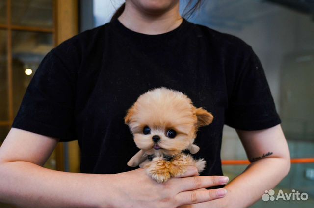 Мальтипу Тикап из Кореи