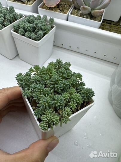 Суккуленты