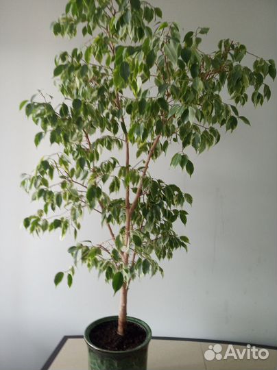 Фикусы Бенджамина и Кротон Брызги шампанского