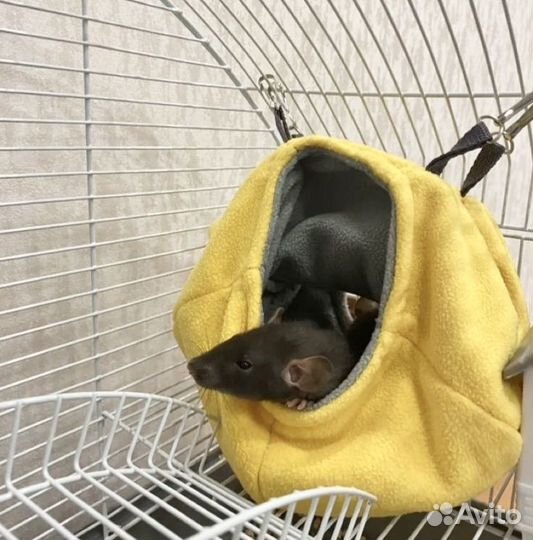 Крысята дамбо