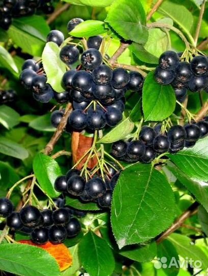Черноплодная рябина Арония