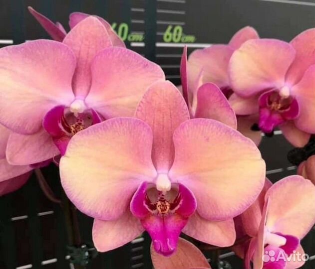 Орхидея Wedding Dress