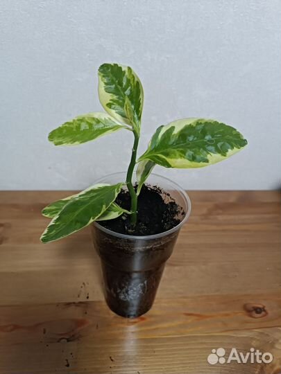 Педилантус