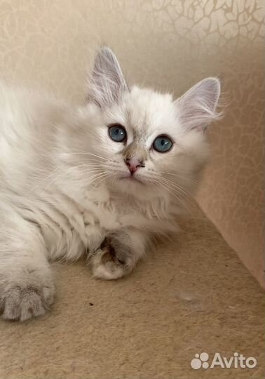 Невская маскарадная