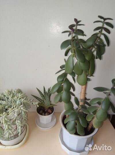 Денежное дерево