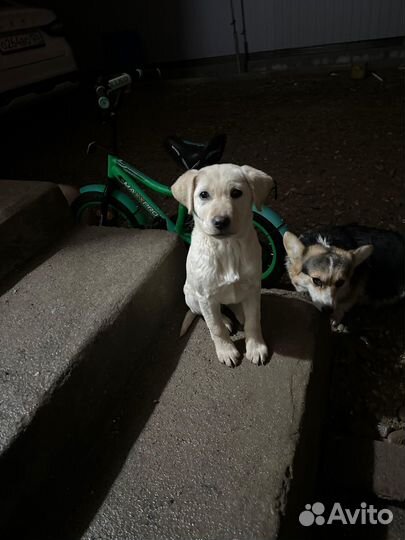 Лобрадоры щенки